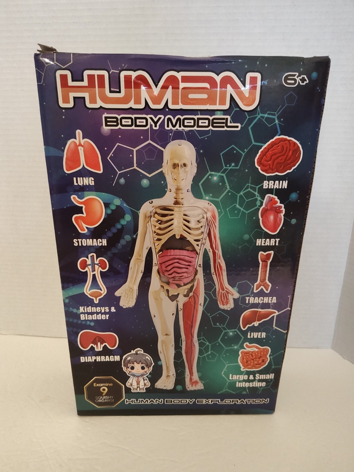 Human Body Model for Kids: Glow in The Dark Bones Interactive Science