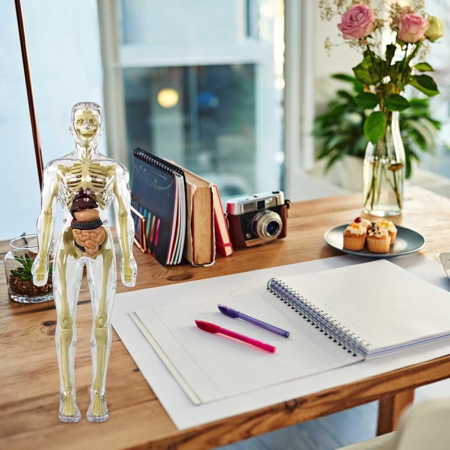 3D Human Body Anatomy Model Fully Transparent DIY for Kid Removable Skeleton Toy