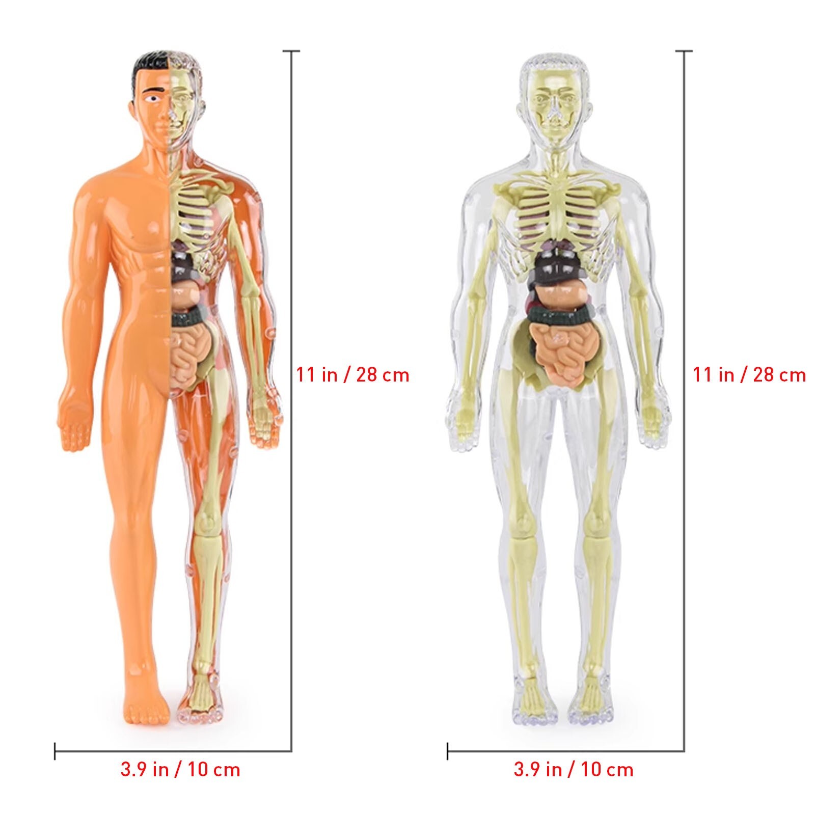 3D Human Body Anatomy Model DIY Skeleton Toy Removable Parts for Kid Aldult