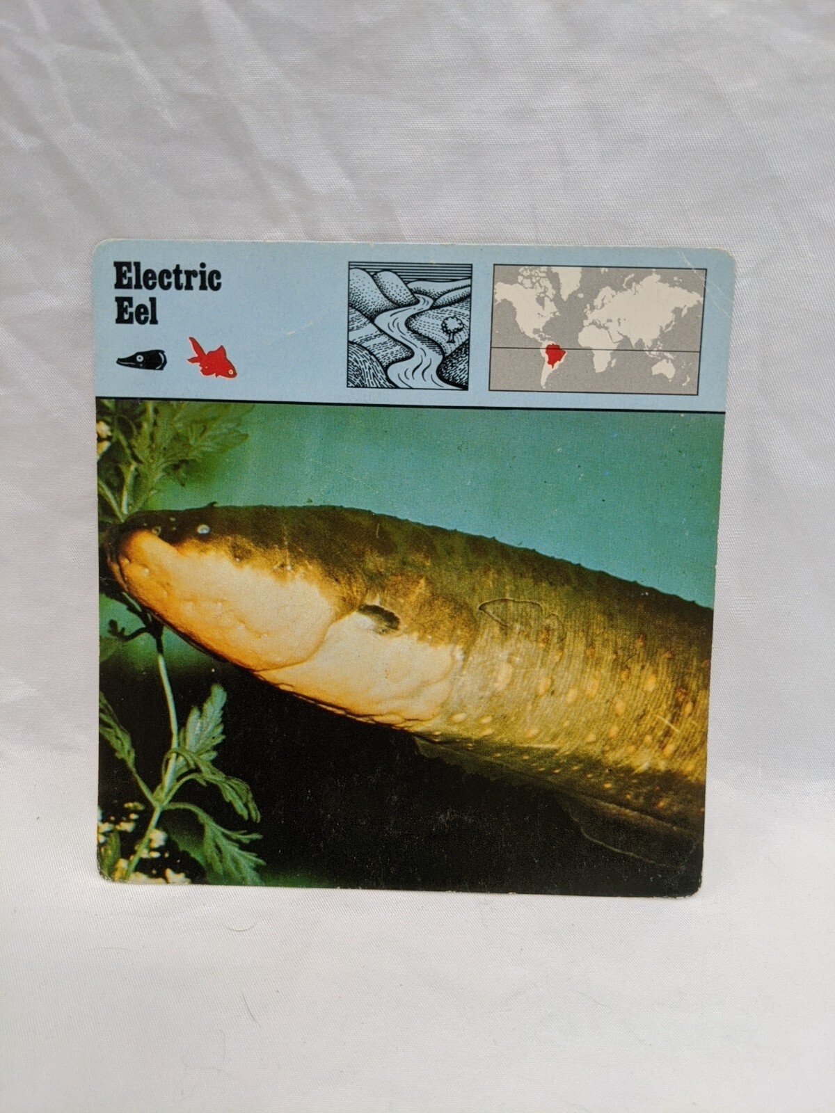 Lot Of (10) 1975 Rencontre Bony Fishes 1 Education Cards