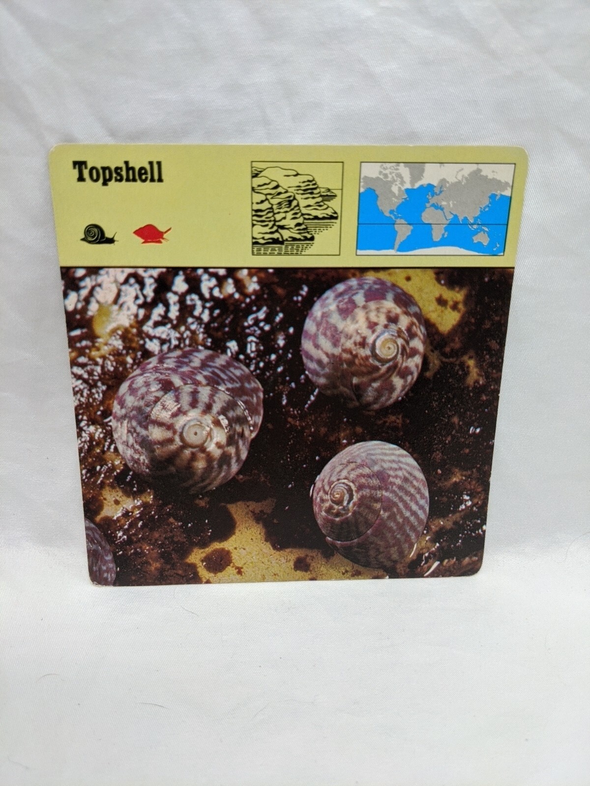Lot Of (11) 1975 Rencontre Molluscs Education Cards