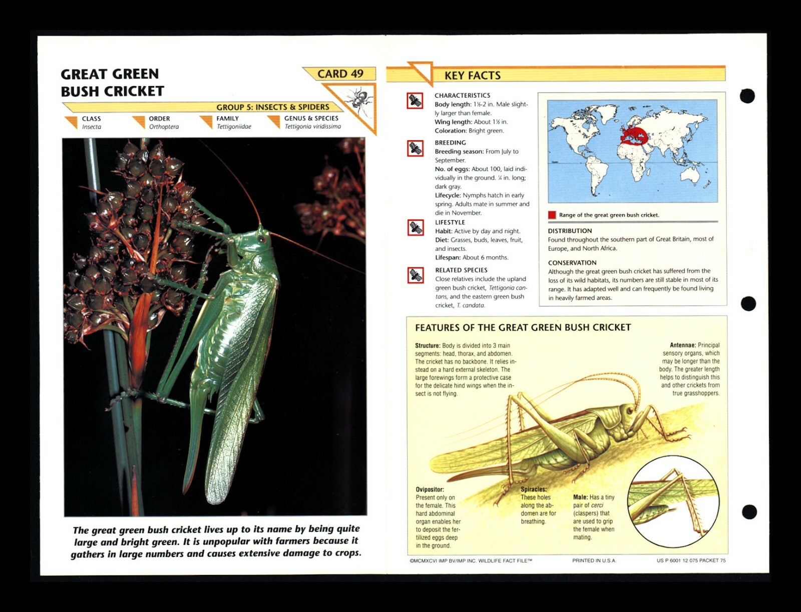 Great Green Bush Cricket Wildlife Fact File Insect Card Home School Study