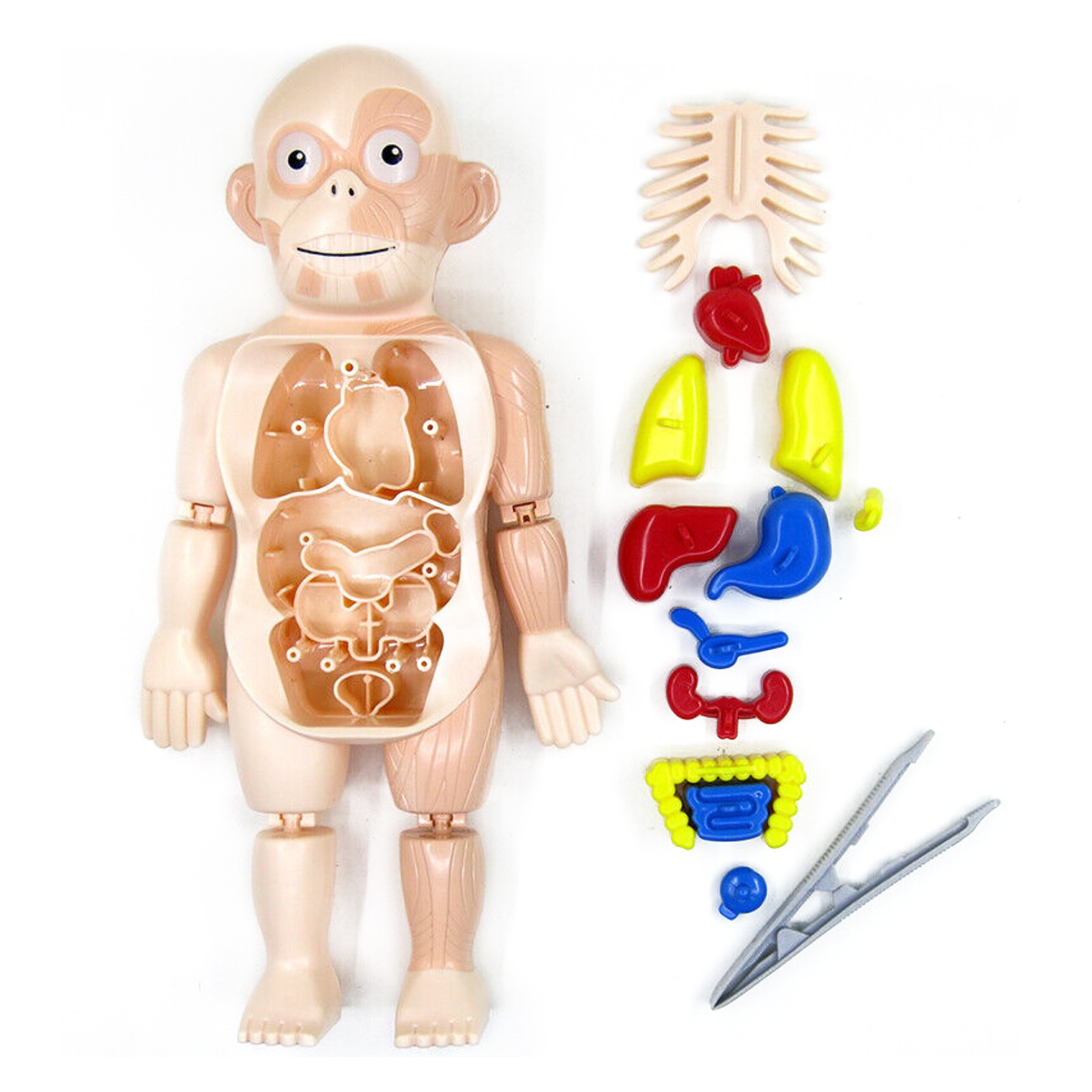 3D DIY Puzzle Human Body Anatomy Model Learning Organ Assembled Toy Body Organ j