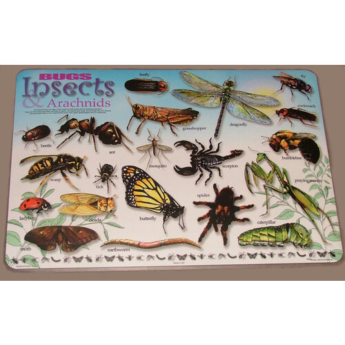 BUGS INSECTS & ARACHNIDS Educational WIPE-OFF TWO-SIDED KIDS PLACEMAT Preschool