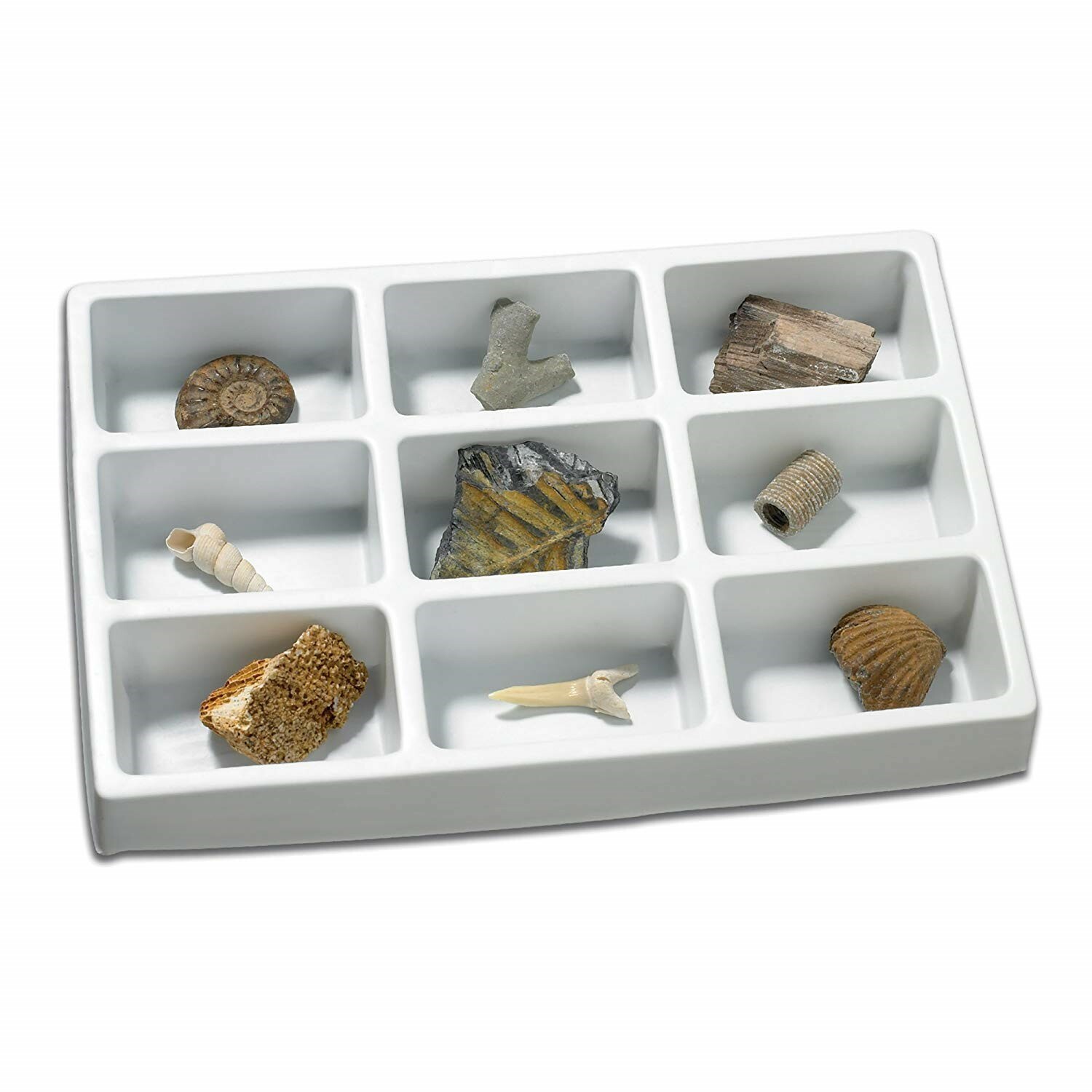 Educational Insights Fossil Collection (New)