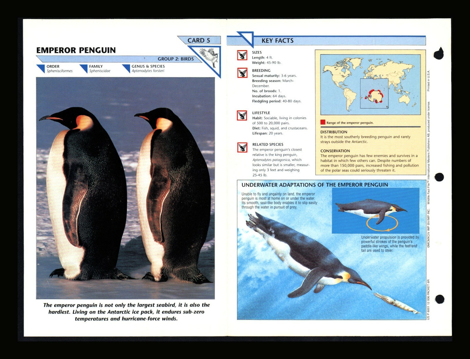 Emperor Penguin Wild Life Fact File Bird Animal Card Home School Study Insert