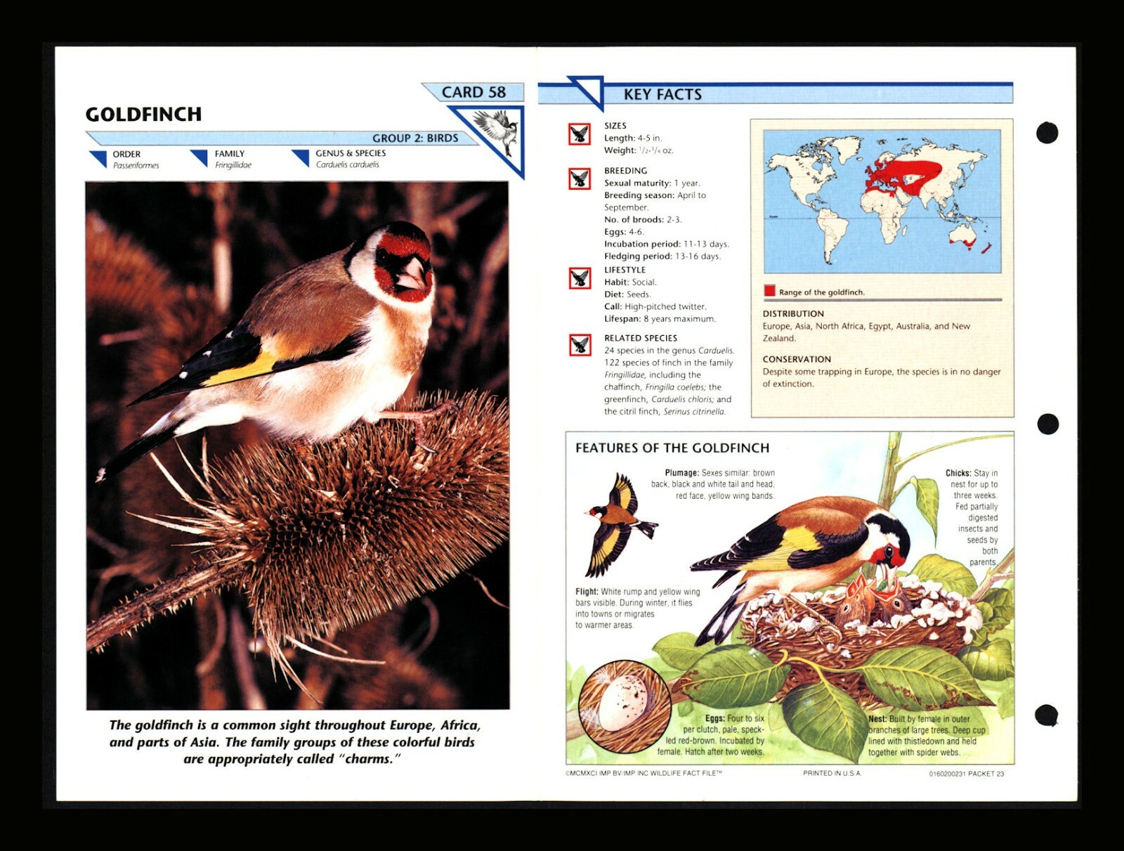 Goldfinch Wild Life Fact File Bird Animal Card Home School Study 2.58