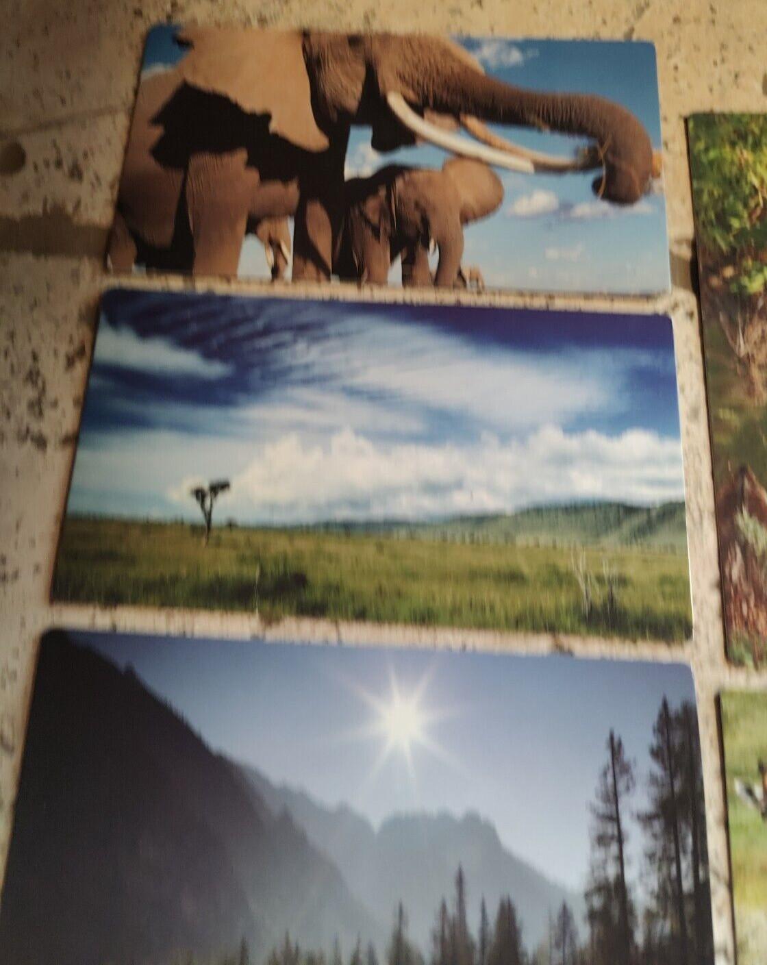 BABY EINSTEIN WILD ANIMAL SAFARI FLASH CARDS 8 CARDS SEE DESCRIPTION
