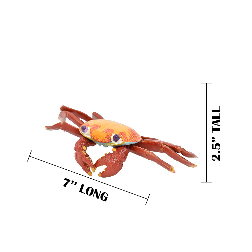 Crab Sally Lightfoot, Galapagos, Museum Quality Replica 7″ – F1769 B142
