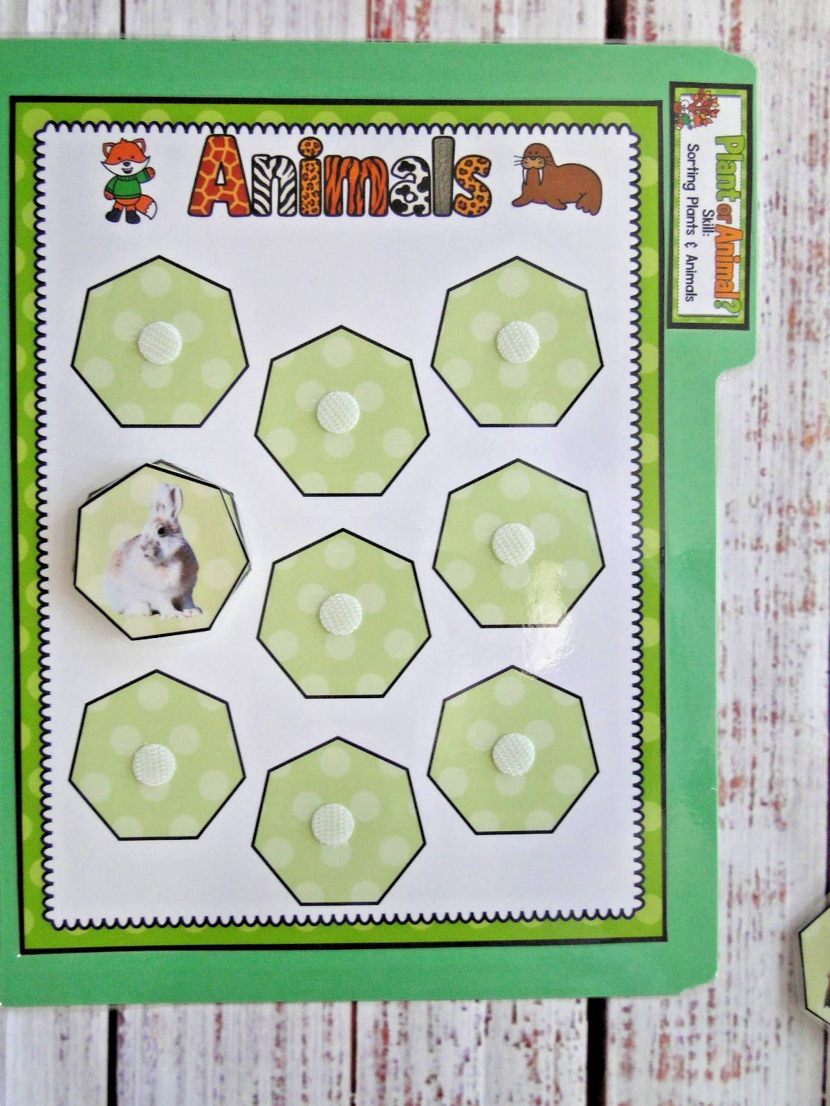 Plant or Animal Life Science File Folder Game Pre K Kindergarten First Grade