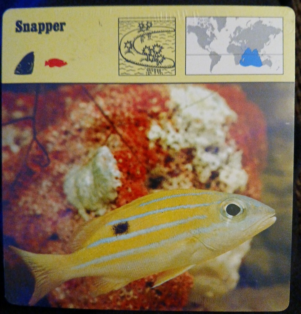 Animal Flash Cards (1976)