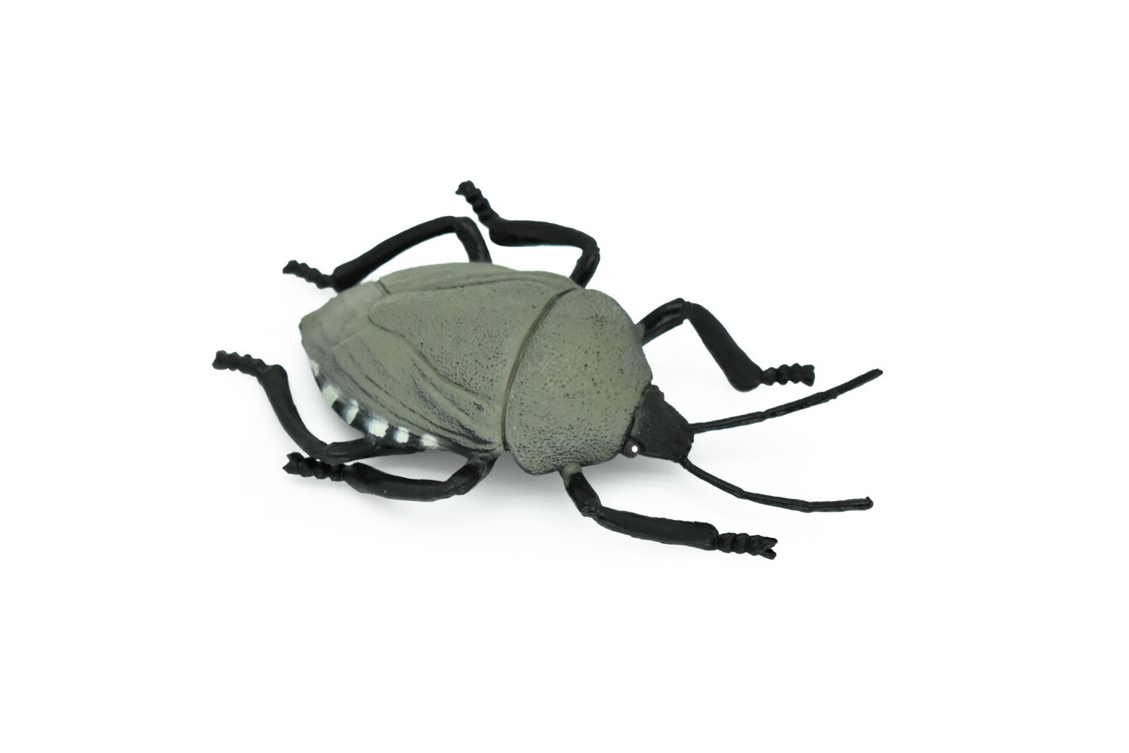 Beetle, Weevil, Grey, Very Nice Rubber Replica 5″ – CWG83 B153