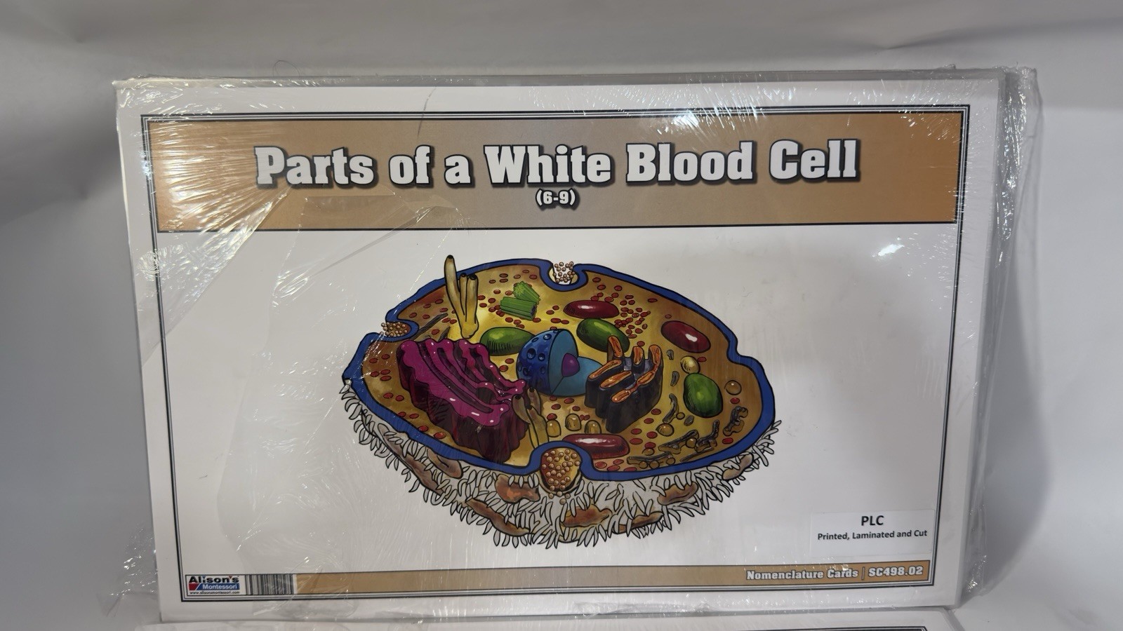 Montessori Nomenclature Cards White Blood Cell (3-6) (6-9) Human Mouth Parts 6-9