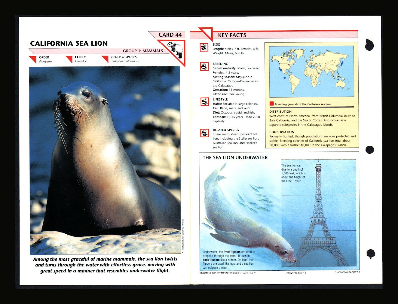 California Sea Lion Wildlife Fact File Mammal Animal Card Home School Study 1.44