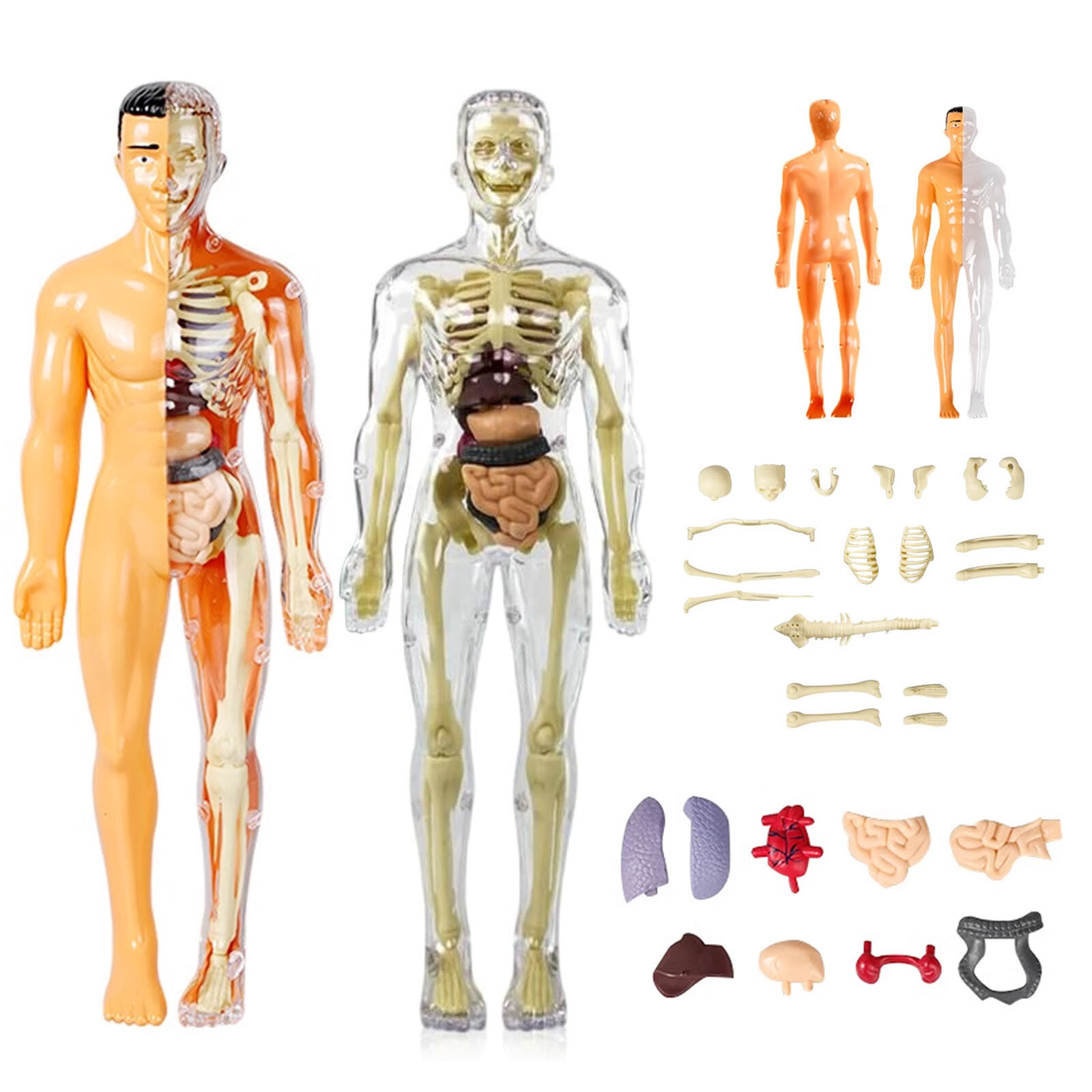 3D Human Body Anatomy Model DIY Skeleton Toys Educational Science Kit for Kid