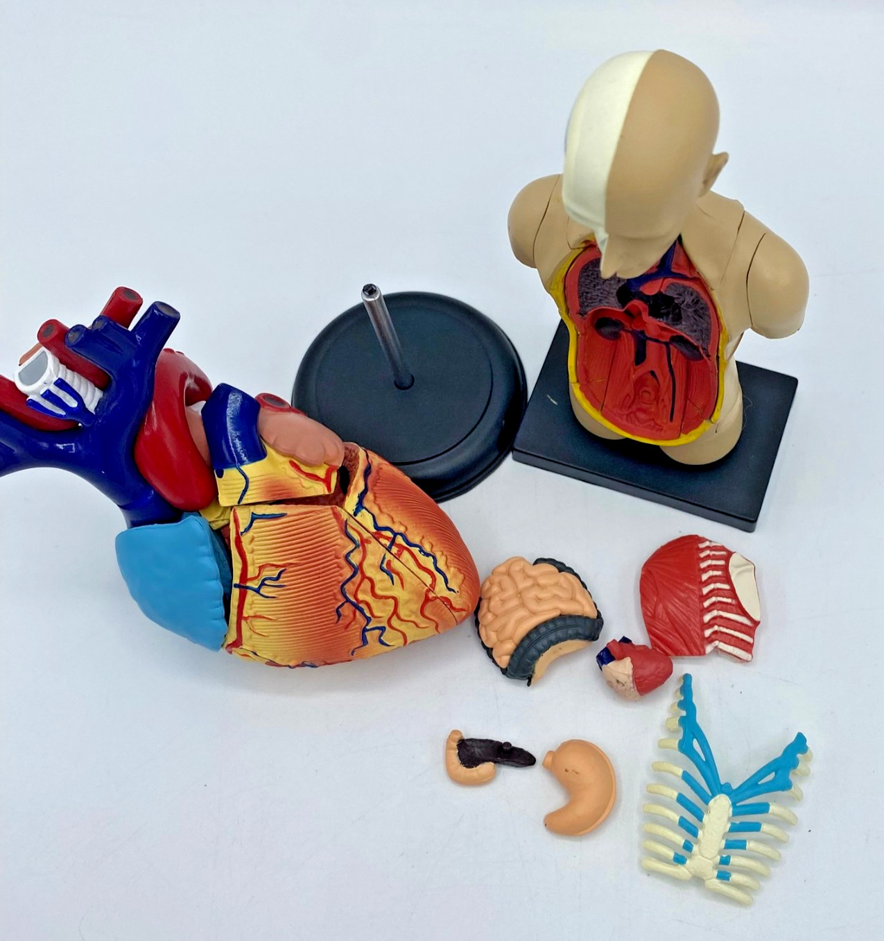 Edu-Toys 50cm Human Torso Anatomy Model Kit 4D Human Heart Anatomy Model