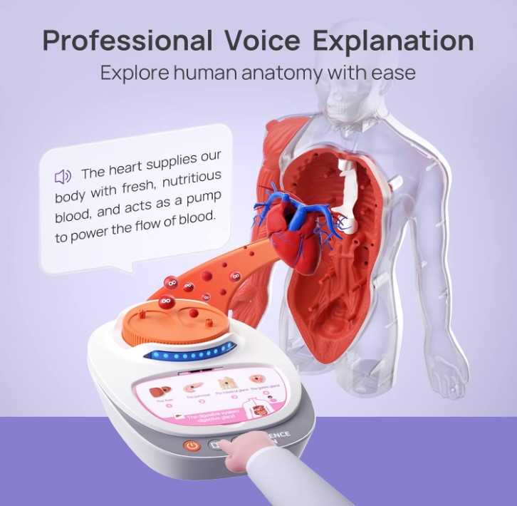 Human Body Model Educational Toy for Kid Interactive Human Anatomy Talking Model