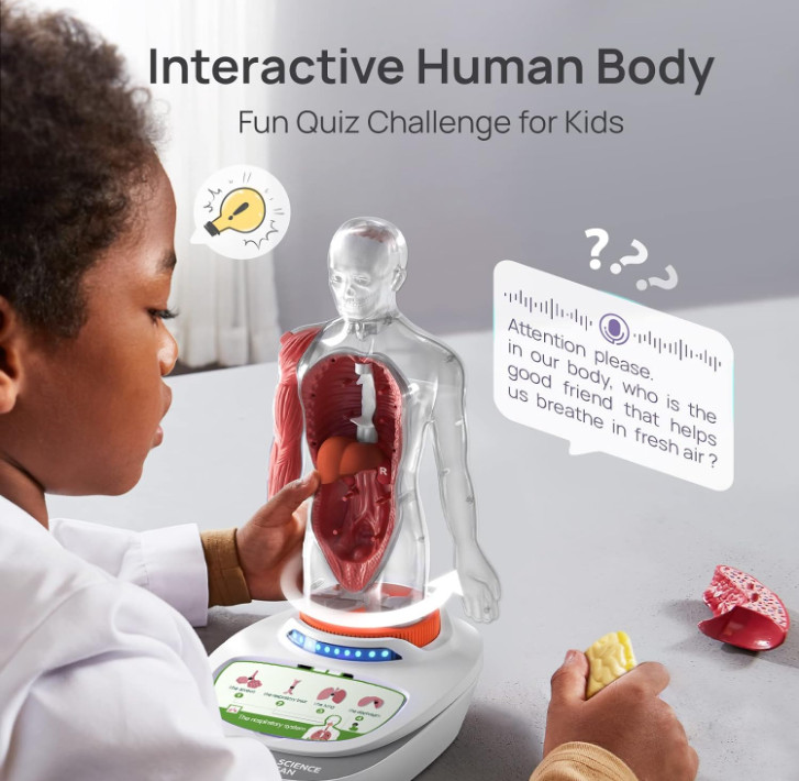 Human Body Model Educational Toy for Kid Interactive Human Anatomy Talking Model