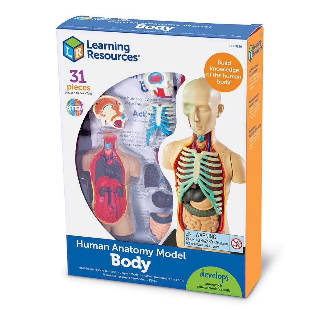 Learning Resources Human Body Model – Children’s 31 Piece Biology Anatomy Kit