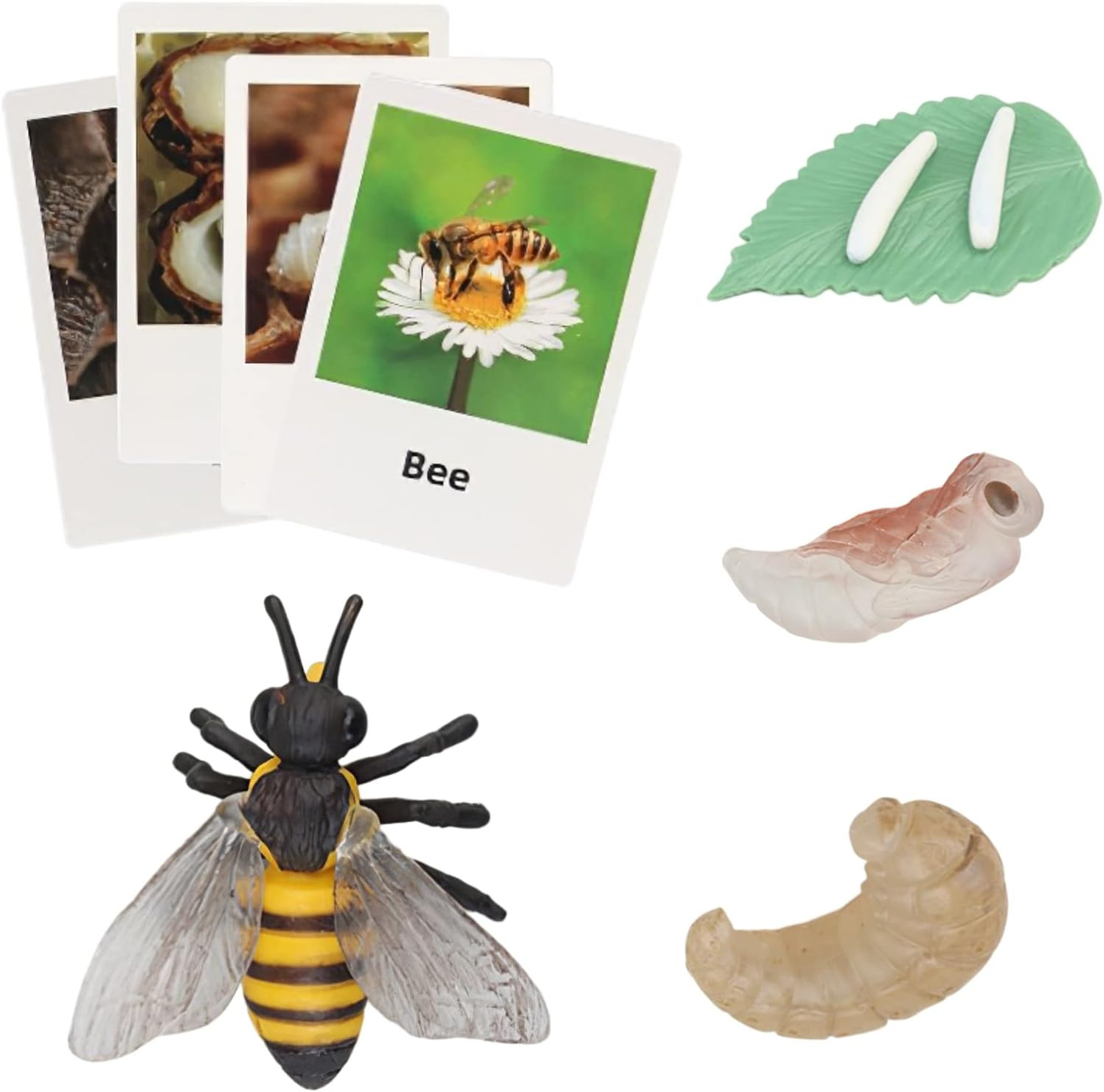 Montessori Chicken Life Cycle with Flash Cards, Realistic Animal Figurines Toy,