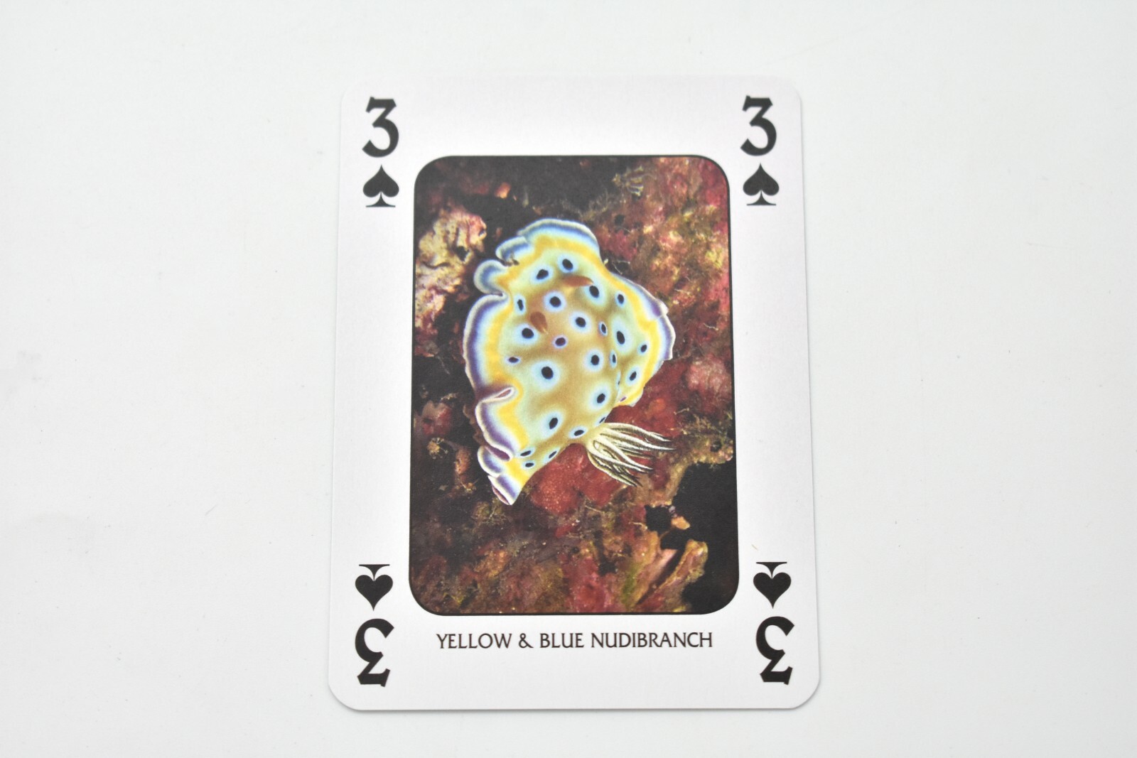 Marine Life of America, New Deck of Animal Themed Playing Cards 3 1/2″ SSA121