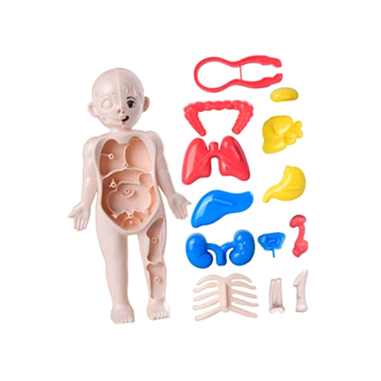 Human Body Puzzle Body Parts Organs 3D Puzzle Toys with 14 Pieces Model for Kids