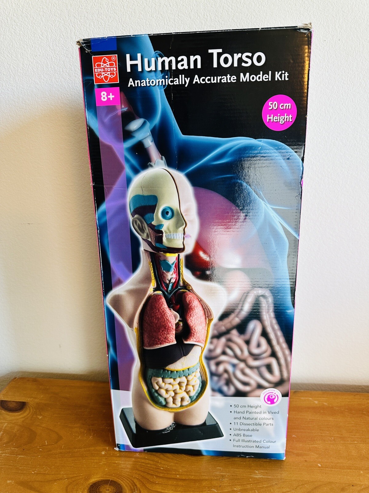 EDU-TOYS Human Torso Anatomically Accurate Model Kit 50cm Educational Complete