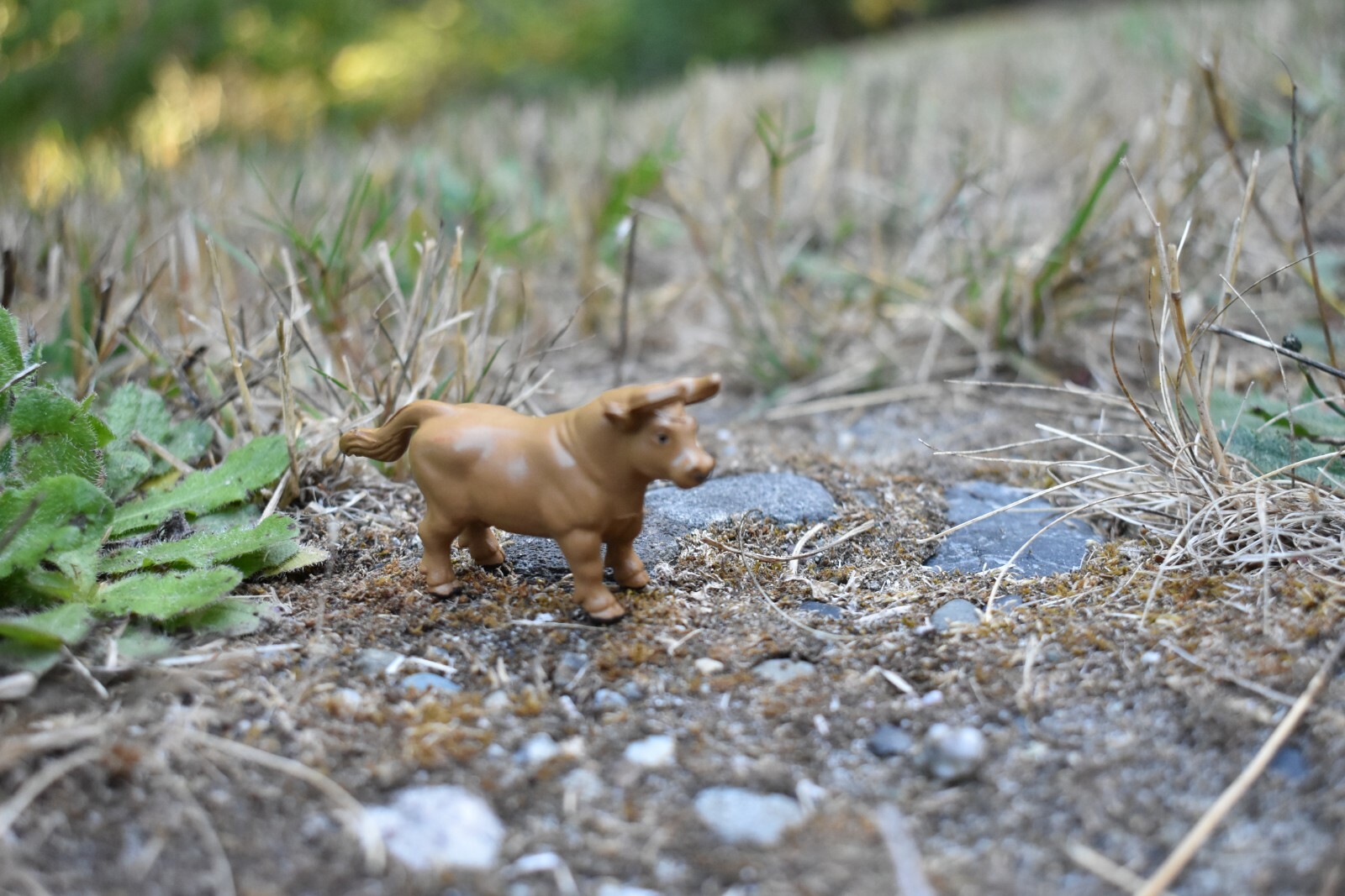 Cow, Brown Bull Realistic Small Toy Model Plastic Replica Barn Farm Animal F4149