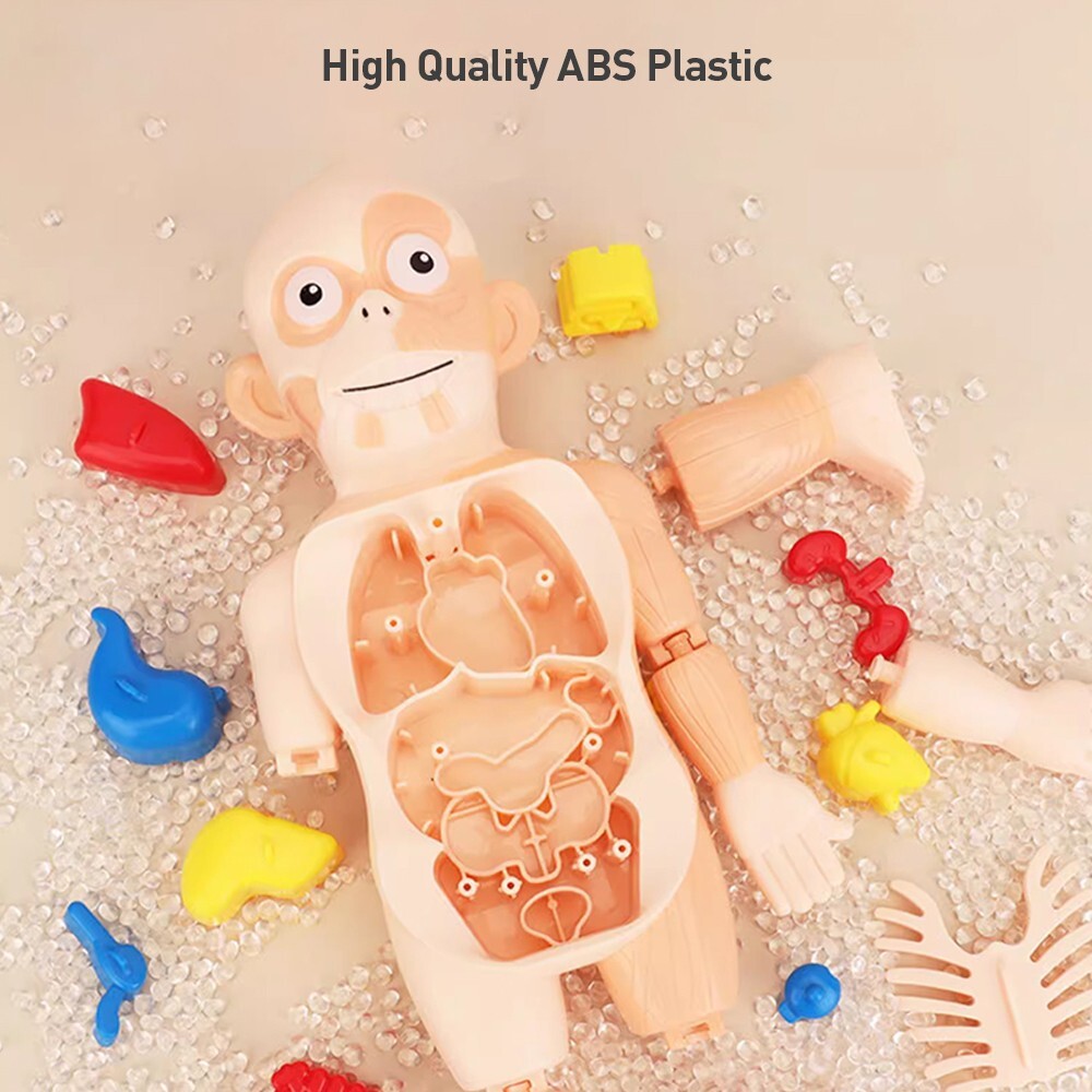 3D Human Body Organ Structure Anatomy Scientific Model Kit Education Toy for Kid