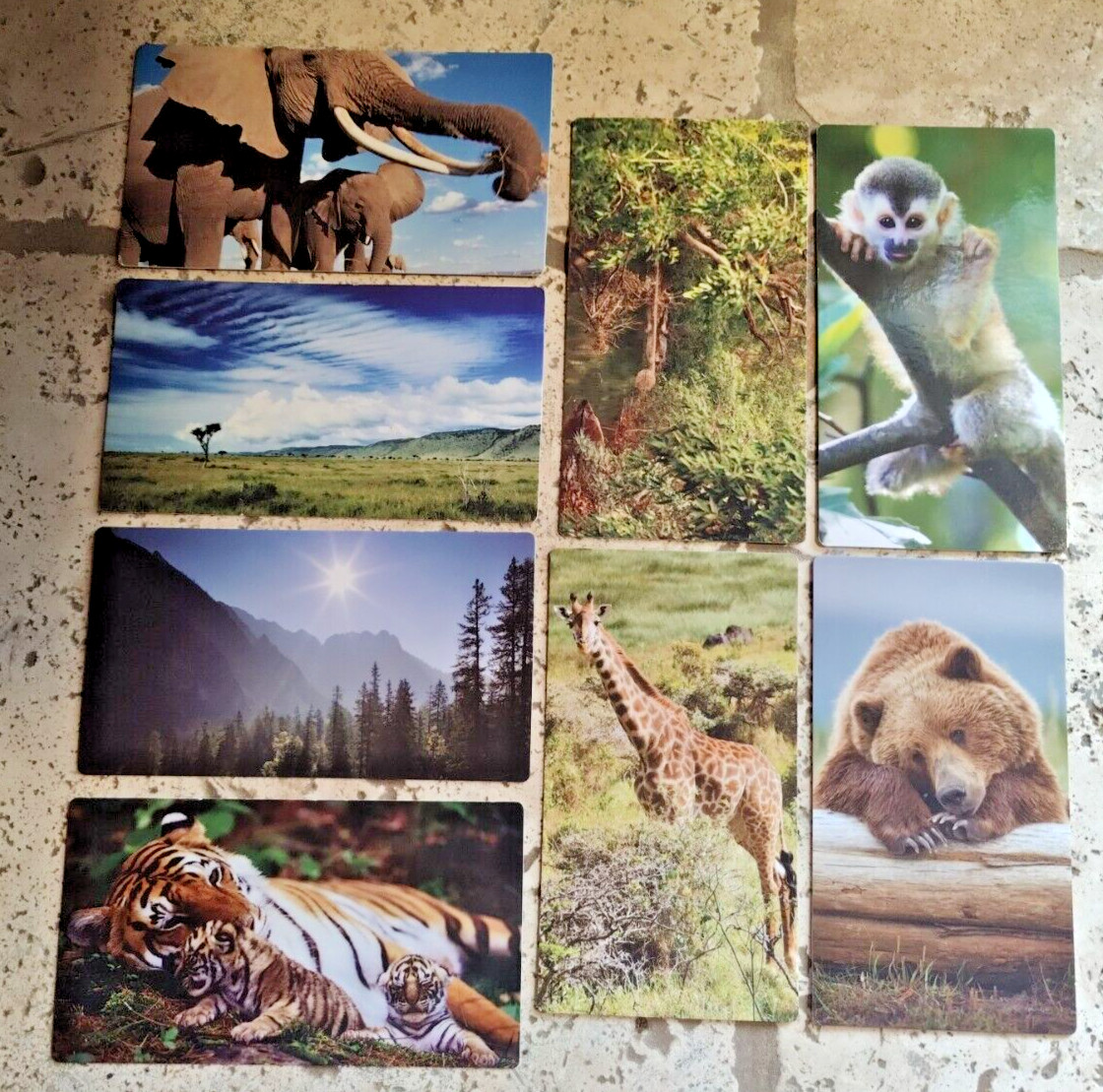 BABY EINSTEIN WILD ANIMAL SAFARI FLASH CARDS 8 CARDS SEE DESCRIPTION