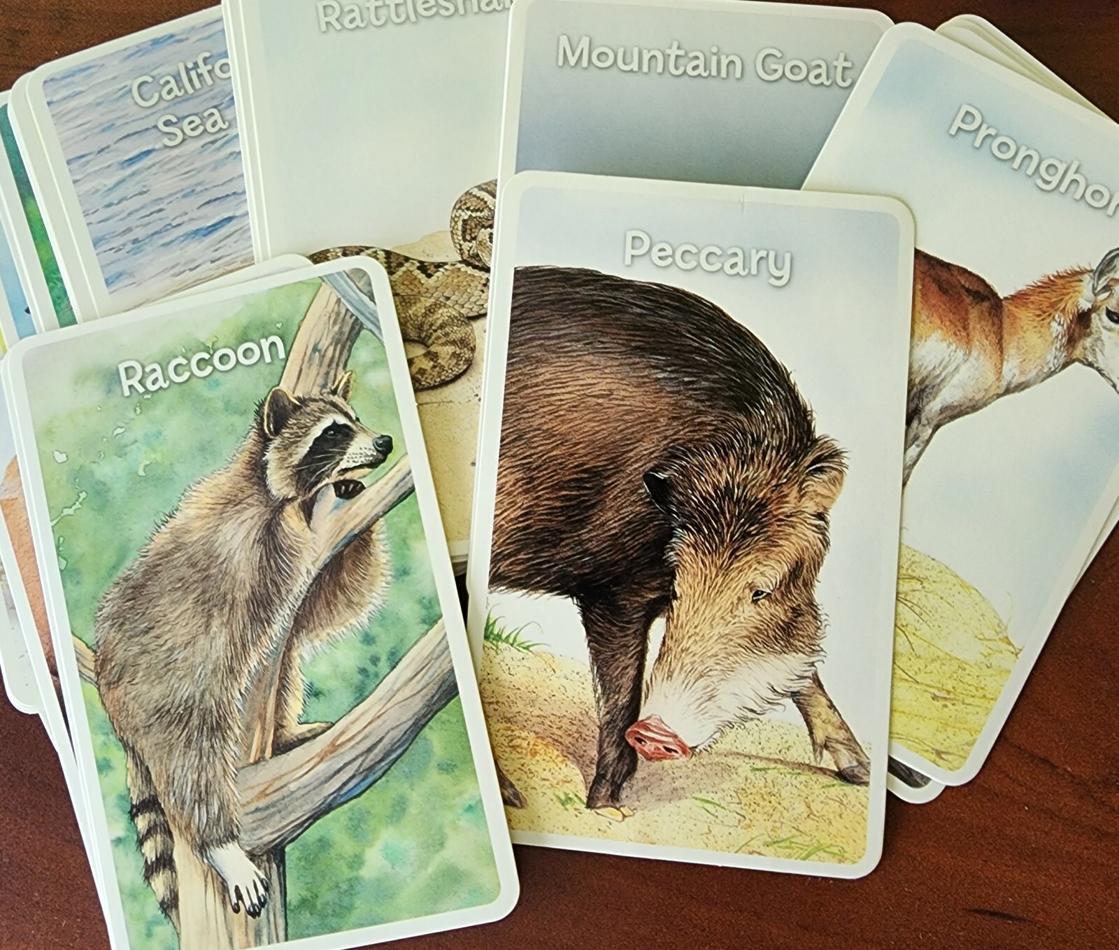 2009 36 Creative Edge Flash Cards – Animals – Rare