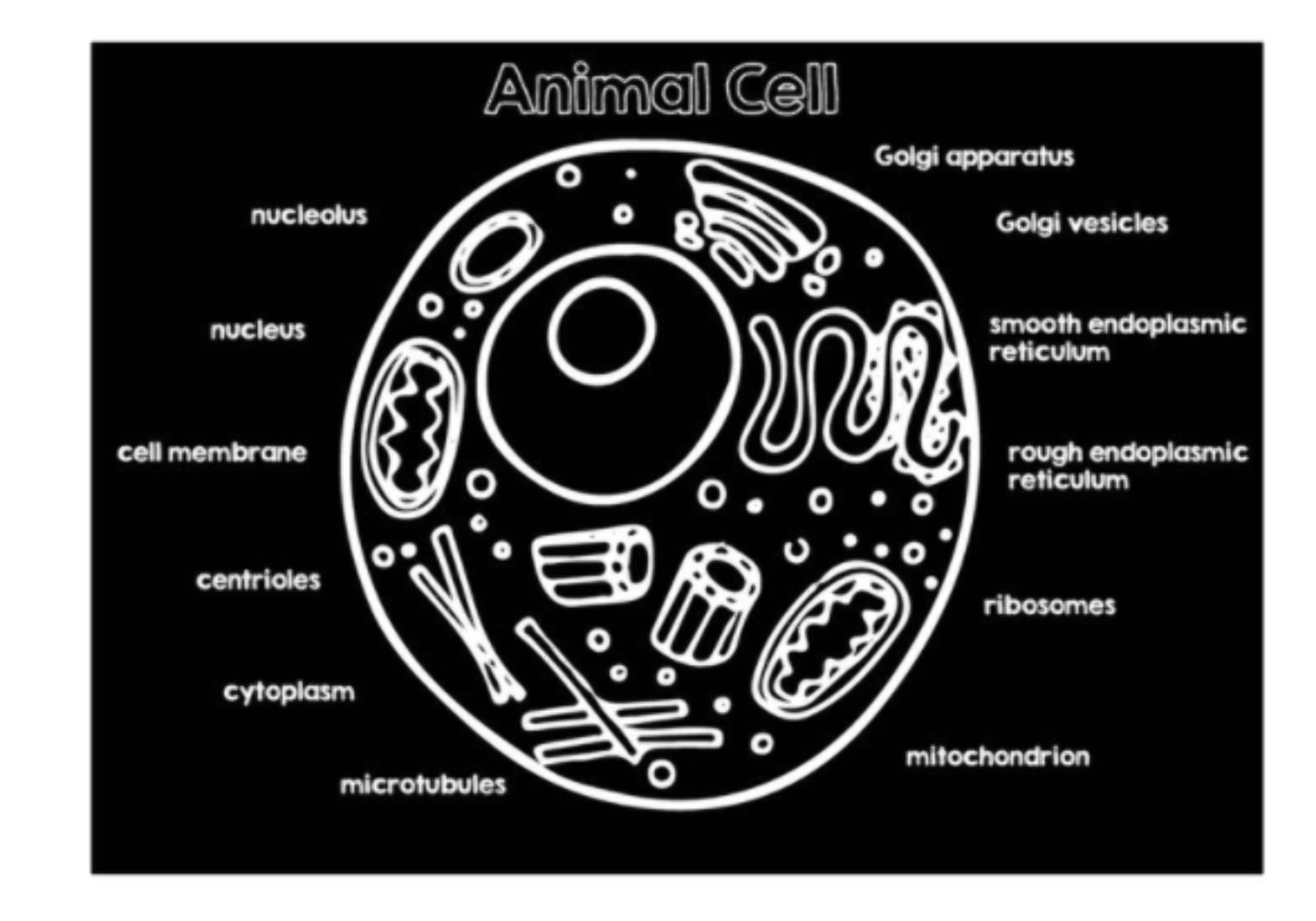 Imagination Starters Animal Cell Chalkboard Placemat 12×17