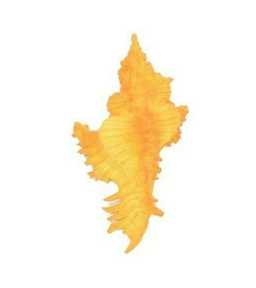 Murex Shell, Sea Snell, Pantone Color, Ocean, Sea Life, Toy, 2″ F4114 B96