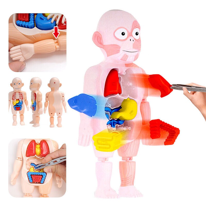 3d Puzzle Human Body Anatomy Educational Learning DIY Assembled Toy Gift