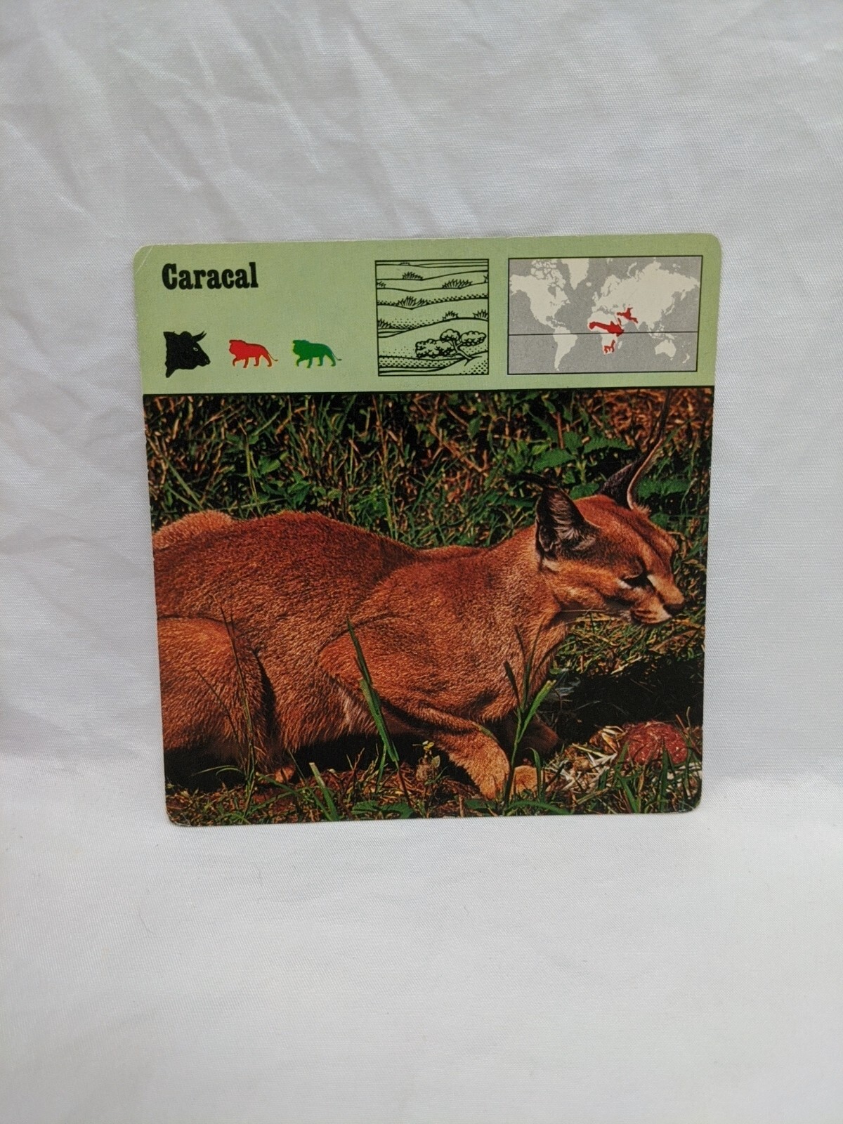 Lot Of (21) 1975 Rencontre Mammals III Education Cards