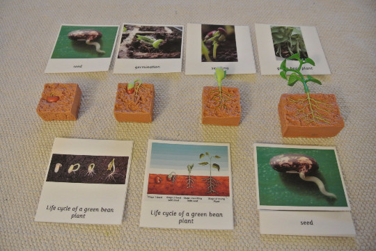 9 Sets of Montessori Life Cycle 5 Parts Cards with matching replicas