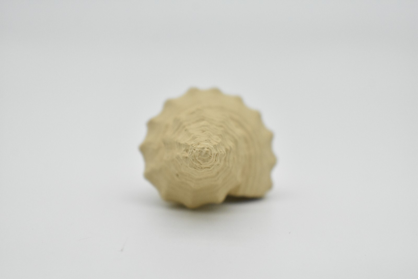 Tuba Shell Toy, White, Sea Snail, Ocean, Sea Shell, Gift, 3″ F4112 B96