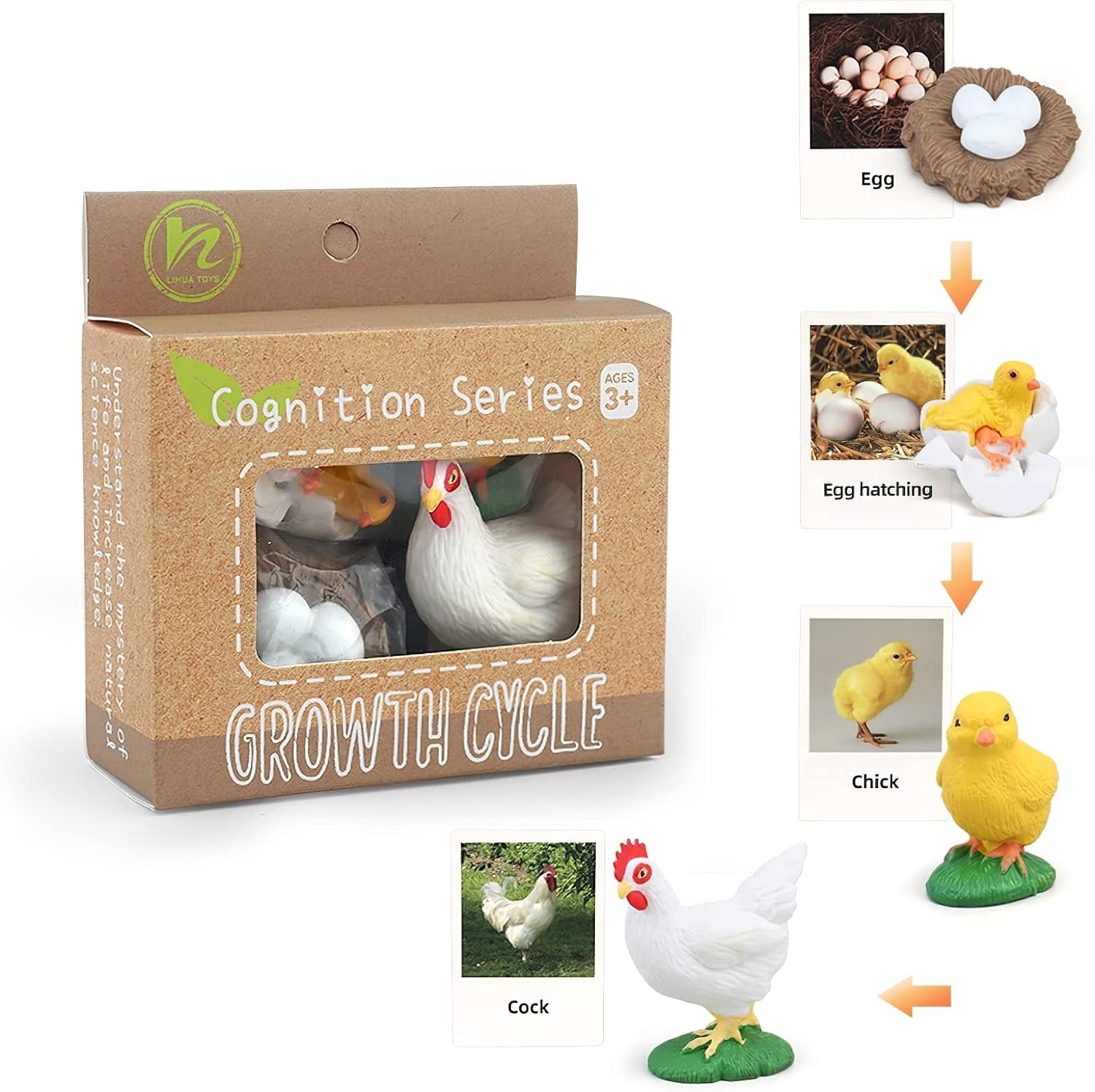 Montessori Chicken Life Cycle with Flash Cards, Realistic Animal Figurines Toy,