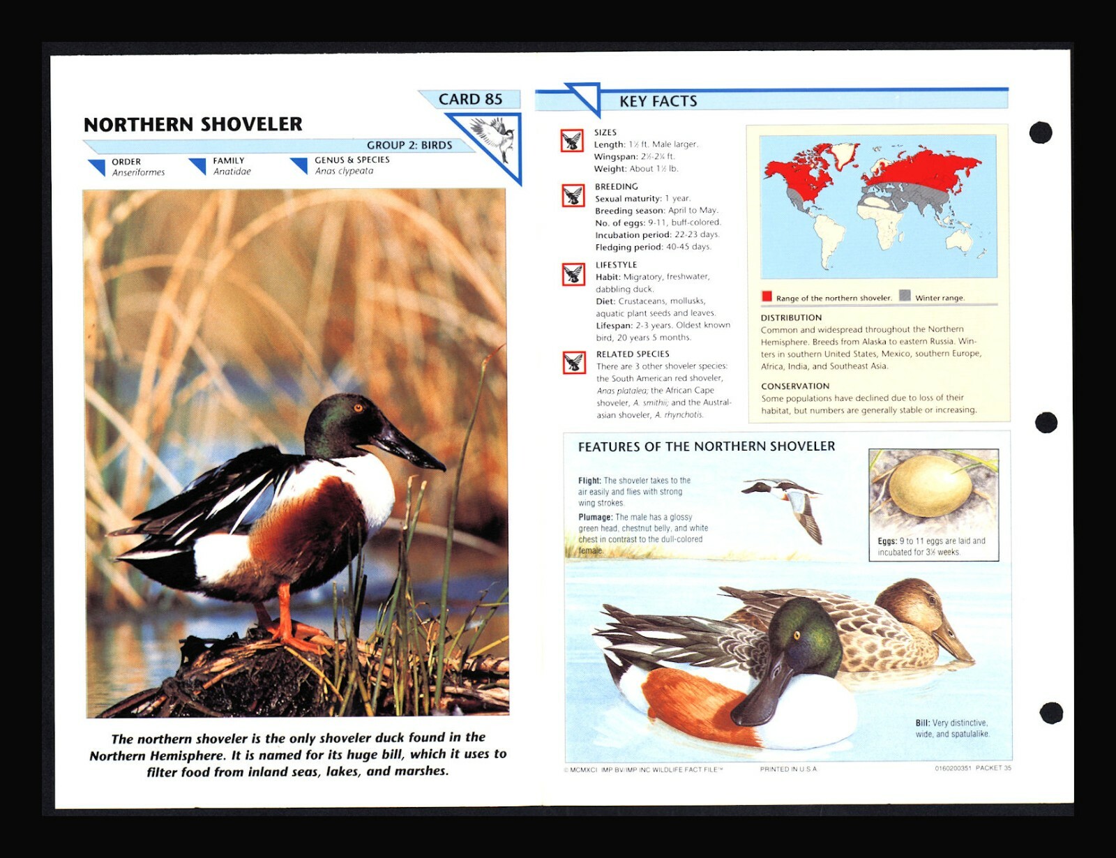 Northern Shoveler Wild Life Fact File Bird Animal Card Home School Study 2.85