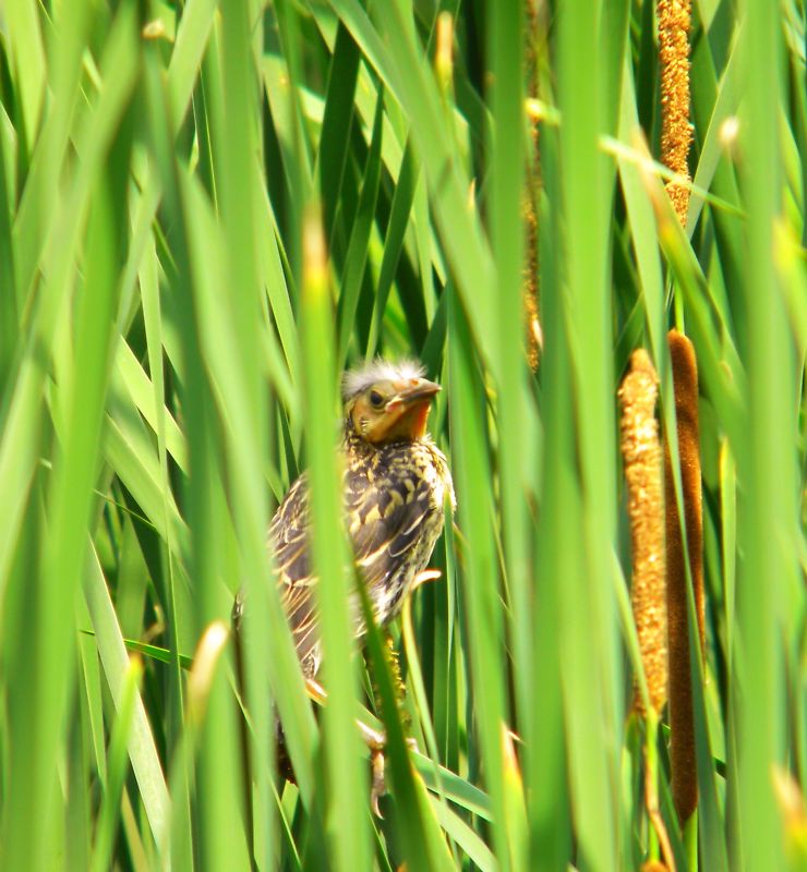 Bird Lovers Digital Print Are You My Mother Bird Cattails Wall Photo / Florals