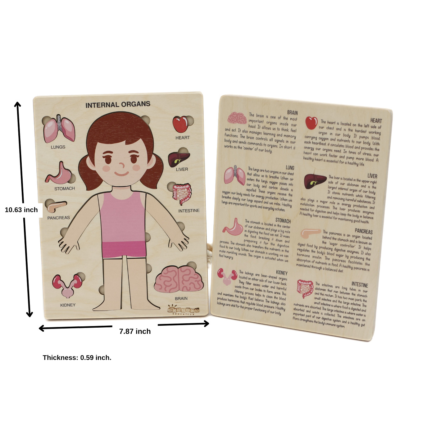 Montessori Wooden Human Body Puzzle – Organs & Stand, STEM Educational (Ages 3+)