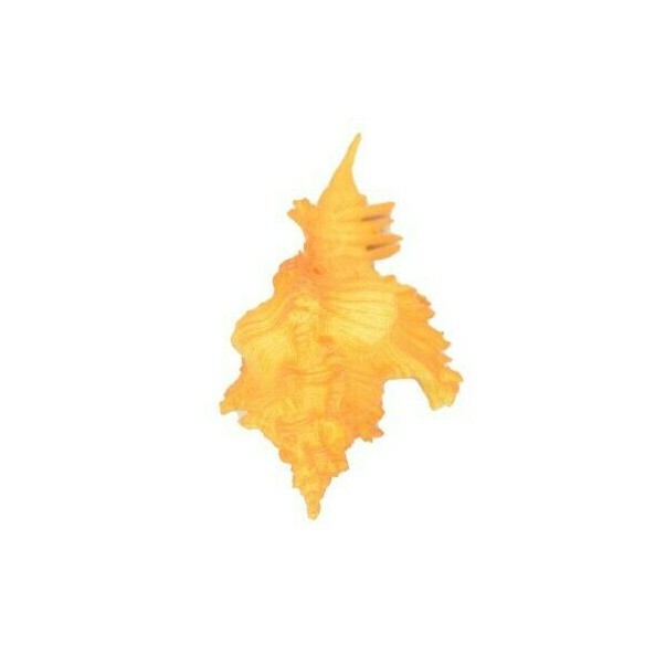 Murex Shell, Sea Snell, Pantone Color, Ocean, Sea Life, Toy, 2″ F4114 B96