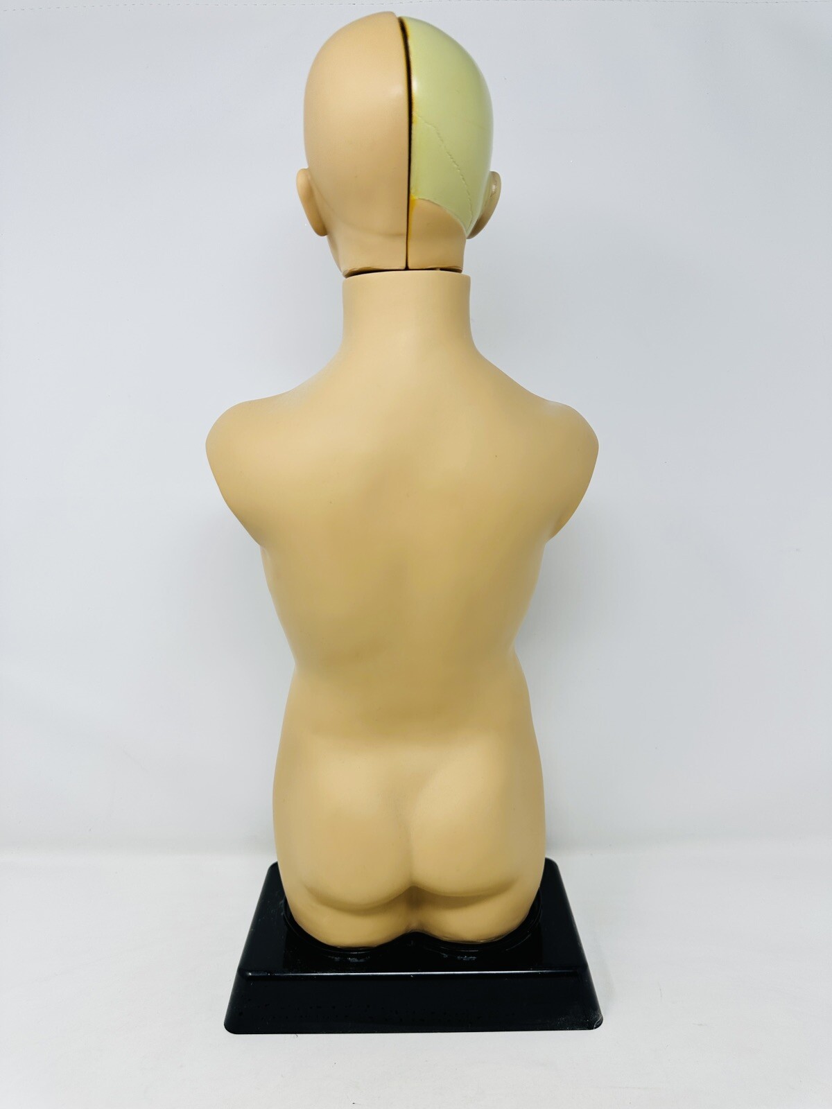 EDU-TOYS Human Torso Anatomically Accurate Model Kit 50cm Educational Complete