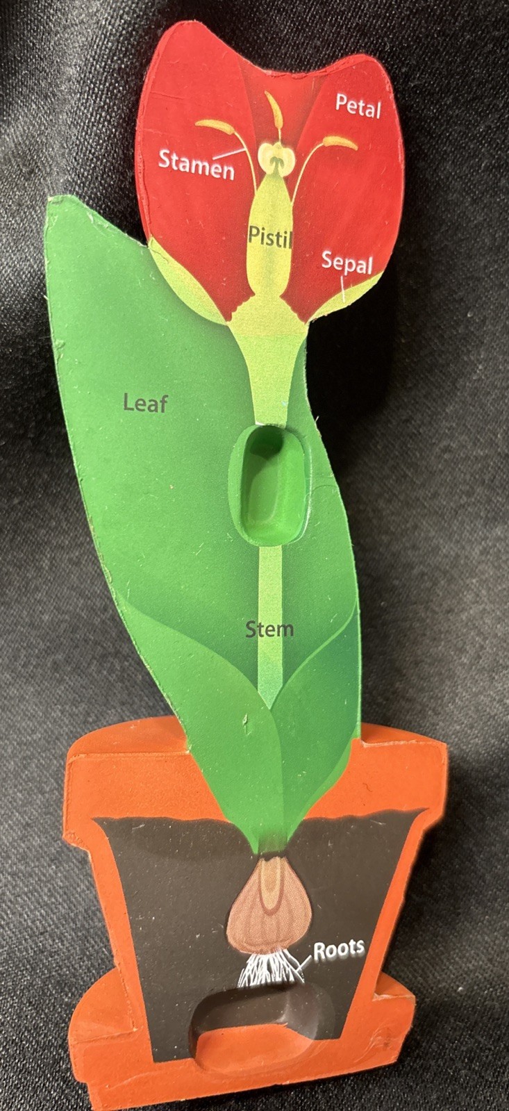 New Learning Resources Cross-Section Flower Model designed for biology education
