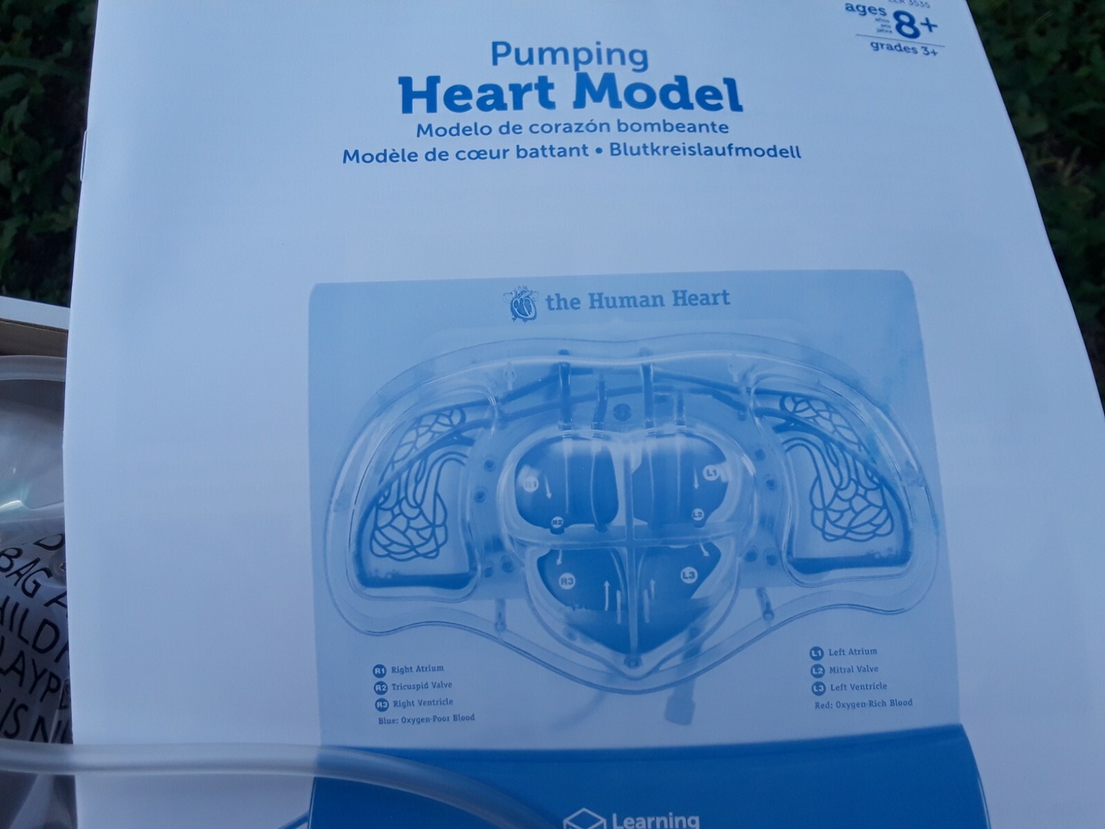 Learning Resources Pumping Heart Model
