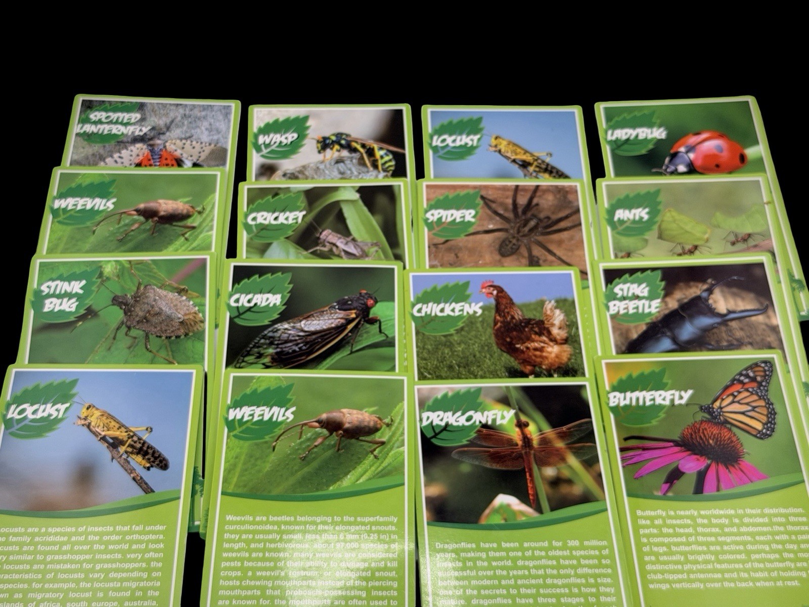 Insect Animal Learning Cards Lot Bug Identification Educational 47 Flash Cards