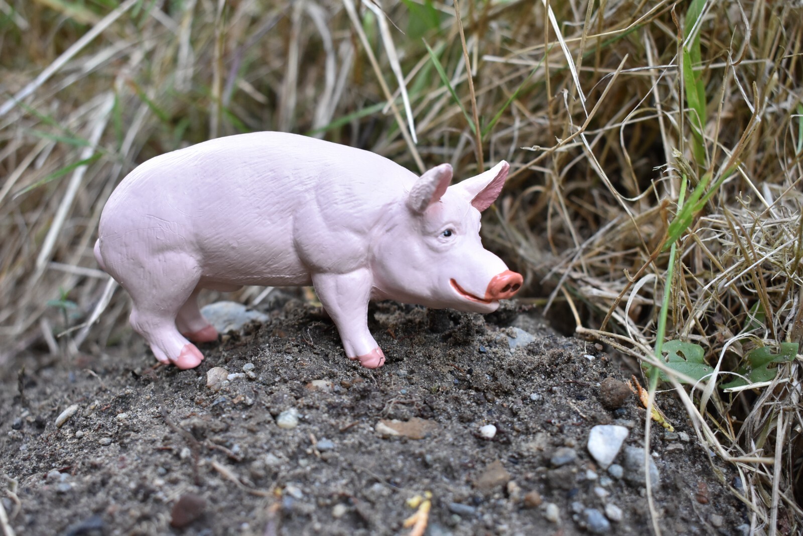 PIG / Boar Domestic Plastic Replica 4 1/2 -inch replica – F2024 B143