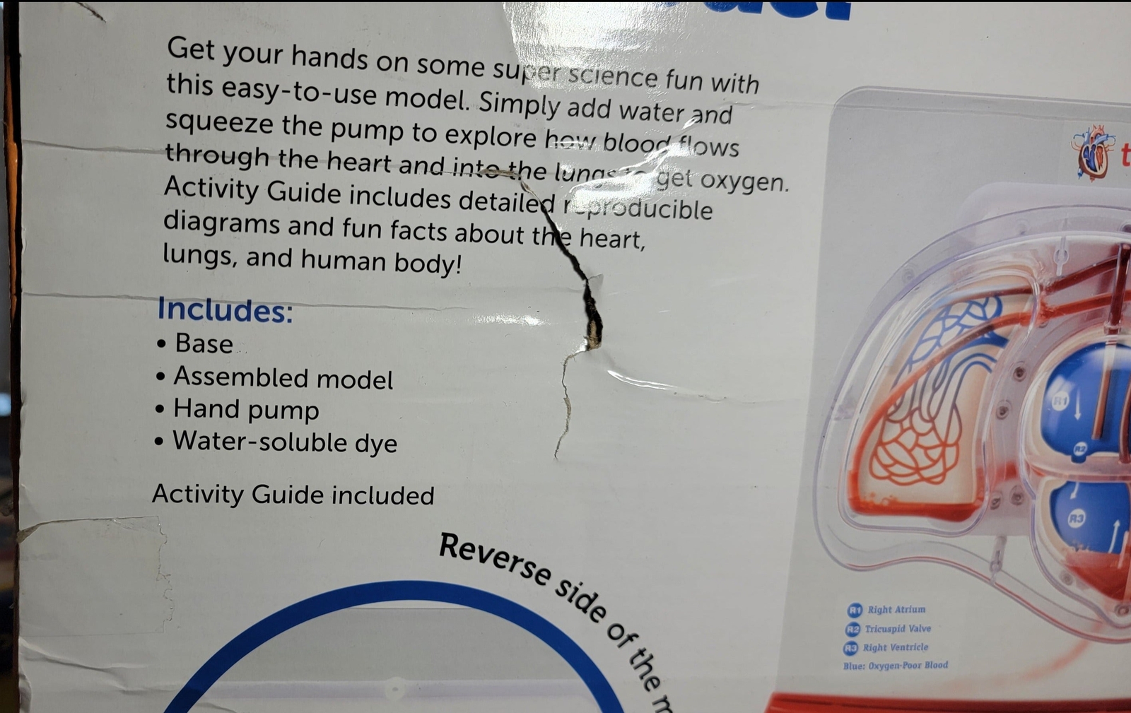 Learning Resources LER3535 Pumping Heart Model, Teaching Aid, Educational