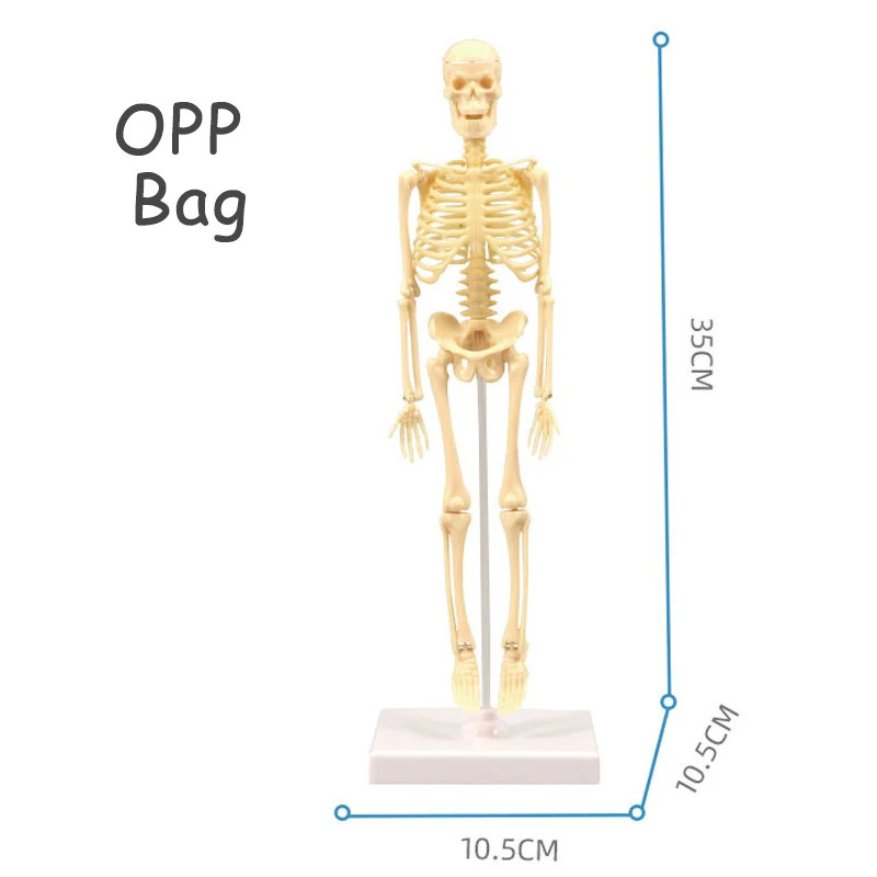 3D Human Body Torso Model – Educational DIY Toy for Kids Learning Fun