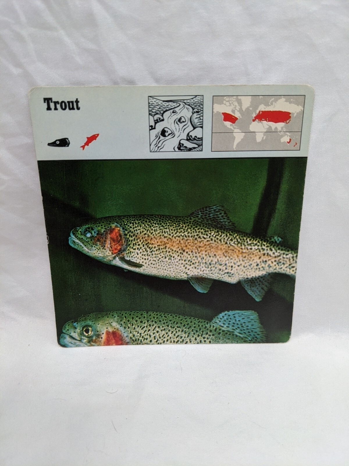 Lot Of (10) 1975 Rencontre Bony Fishes 1 Education Cards